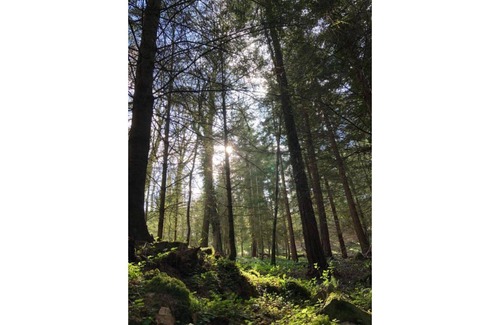 Guimaec House | Curlew