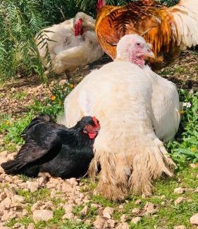 Torricella Bed & Breakfast | Da Cimonella bed & breakfast