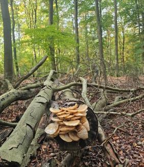 Krachtighuizen House | De Bosuil