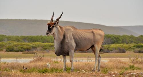 Overberg Resort | De Hoop Collection - Opstal Houses