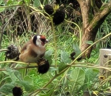 Milsbeek Bed & Breakfast | De Sprokkel