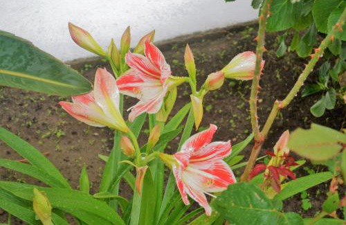 Milazzo House | Dimora d'Estate (Sicilian Holidays)