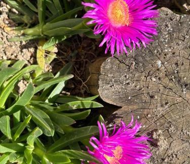 Evrostina Apartment | Dimos Apartments Nr 2