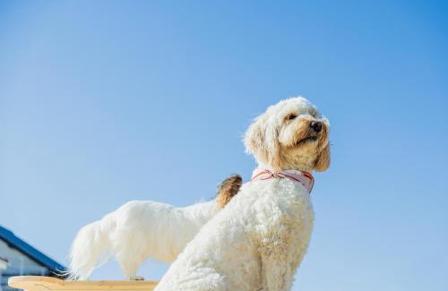 Nagawa Hotel | DokiDoggie油壺globe