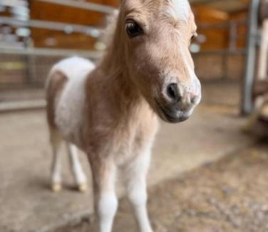 Bernay-en-Ponthieu House | Domaine des Célestins - Bleu des dunes