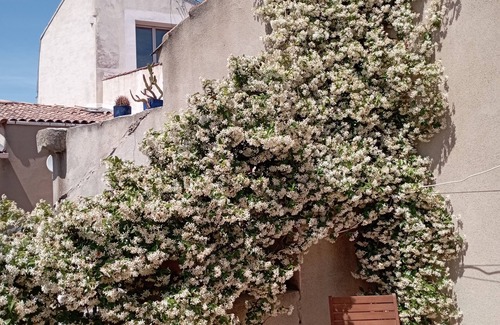 Meze Apartment | Duplex La Terrasse Jasmin, 3 Chambres, au Coeur du Centre Historique de Mèze !