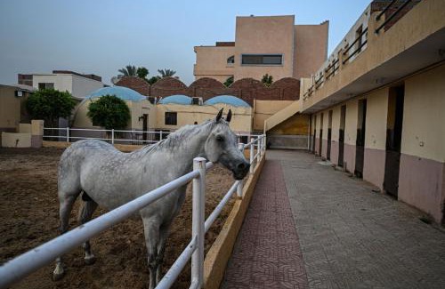 Giza Hotel | Eastern Oasis Motel & Horse Farm