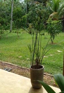 Ahangama Villa | Eco Bricks