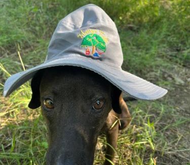 Rincon Other | Eco-Camping Mango Feliz Rincón del Mar