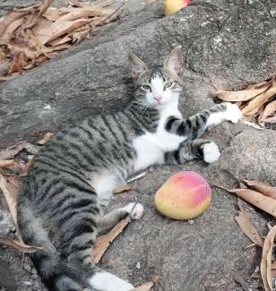 Rincon Other | Eco-Camping Mango Feliz Rincón del Mar