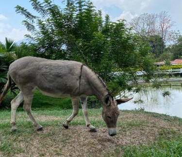 Venecia Hotel | Ecohotel La Italia- Hotel Venecia, Antioquia