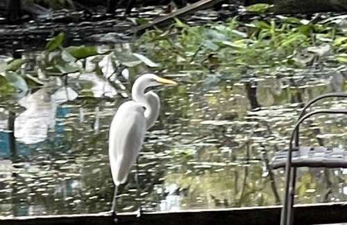 Satsuma Cottage | Egret's Landing .A great little cottage for relaxing and fishing on Dunn's Creek