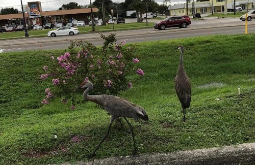 Historic Downtown Kissimmee Hotel | Enterprise Motel