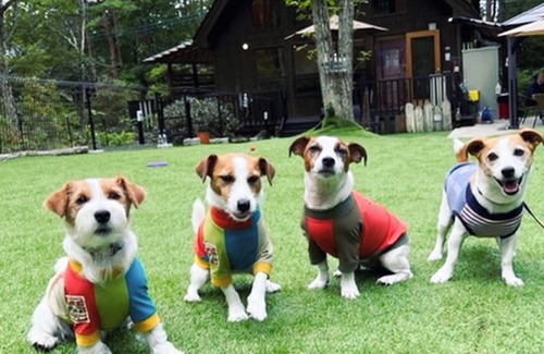 Tsumagoi House | Entire building available for rent pets allowed VILLA Mori no Wankororin/Agatsumagun Gunma