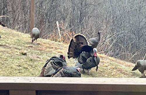 Apple Ridge House | Evergreen, mountain cabin 3mi south of Blowing Rock, NC, views, creek, 56 acres.