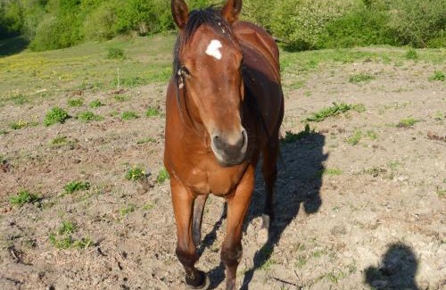 Varsi House | Everland