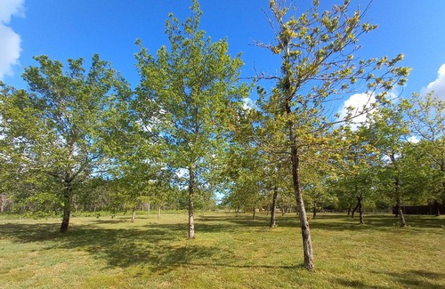 Saint-Julien-en-Born House | exceptional offer, 2 houses surrounded by nature, swimming pool, spa, sauna, 10 m beaches