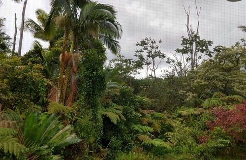 Leilani Estates House | Exceptional 10/10 Hosted Peaceful Forest Paradise, 2 acres, 1700 sq.ft.
