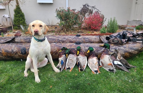 Buhl House | Executive Stay, Golf, Fish, Hike, Walk, Spacious Home, Quiet and Peaceful