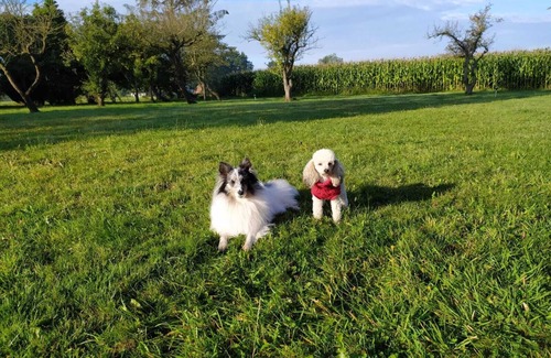 Blomberg House | Family-friendly holiday home in a maize field in a secluded location, dogs allowed.