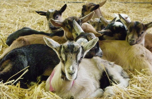 Castelnau-de-Mandailles House | Farm cottage, Castelnau de mandailles