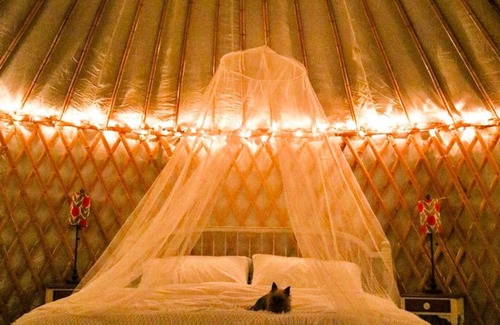 Friendsville House | Farm Yurt - Wake up with goats & Highland cows