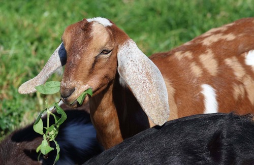Dedham Cabin | Farmstay in a tiny shack with view on horse & goat pasture