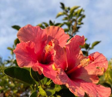Saint-Philippe Bed & Breakfast | Ferme auberge le Ti'planteur