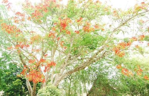 Santa Fe de Antioquia House | Finca la Querendona