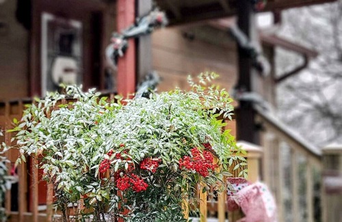 Gatlinburg - Pigeon Forge Cabin | Flexible Cancellation! Storyteller Cabin Deck Firepit dog friendly!
