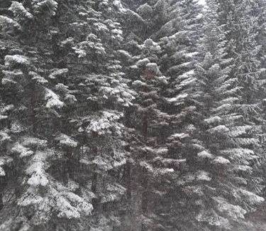 Borovets Apartment | FLORA Apartment Hotel 412