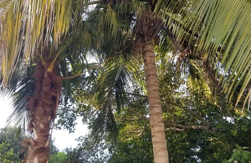 Truckland House | 🌴 Fort Myers/Iona/Sanibel & Captiva paradise on Palm 🌴