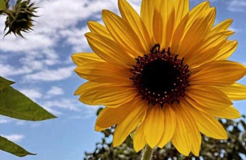 Suja Hotel | Freestays Villa