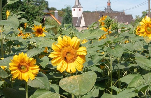 Veldenz Apartment | Fuchsappartement - Pension "Auf der Olk" with "Röpertsmühle"