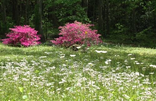 Waynesville Apartment | Furnished Studio Apartment