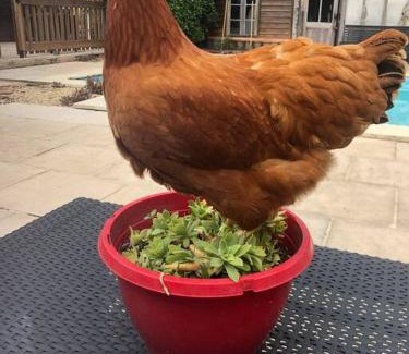 Saint-Barthelemy-dAgenais House | Gîte à la campagne avec piscine