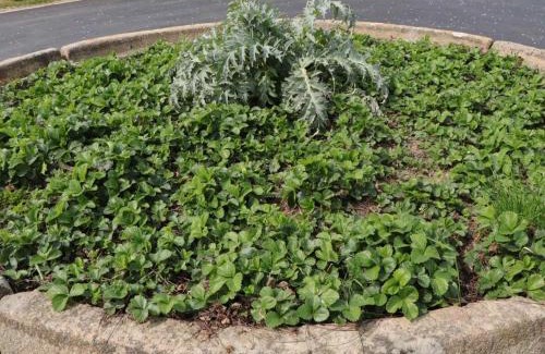 Menil-Gondouin House | Gîte chaleureux et isolé avec jardin arboré normand - FR-1-497-143