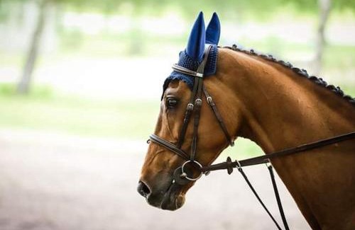 Brain-sur-Allonnes House | Gîte confortable près de Saumur : 2 chambres, jardin clos, terrasse, proche sites touristiques - FR-1-622-4