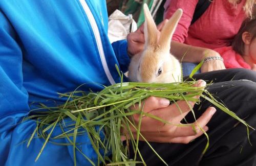 Saint-Julien-la-Vetre House | Gîte de charme à la ferme avec animaux acceptés et wifi à Vêtre-sur-Anzon - FR-1-496-290