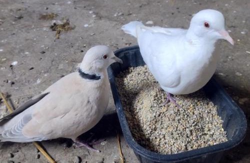 Saint-Bonnet-de-Four House | Gîte Jaune à la Ferme - Animaux Acceptés, Parking Disponible - FR-1-489-560