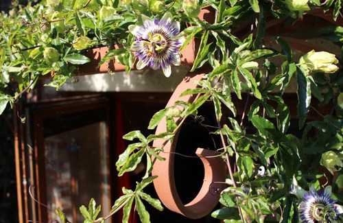 Pietrain House | Gîte l'Ecurie