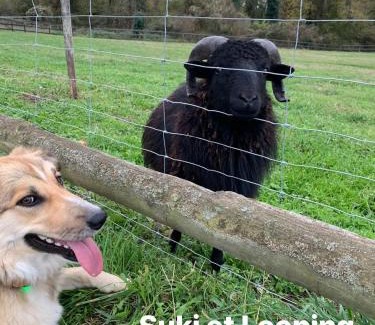Creon-dArmagnac House | gîte la petite ferme Peyre