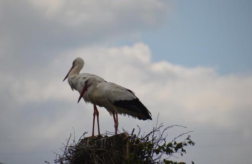 Turckheim House | Gîte Les Glycines 68230 TURCKHEIM