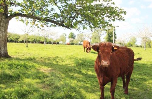 Champosoult House | Gîte Rénové avec Jardin Clôturé et WIFI en Normandie - FR-1-497-27