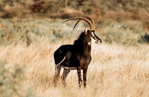 Otavi Hotel | Gabus Safari Lodge