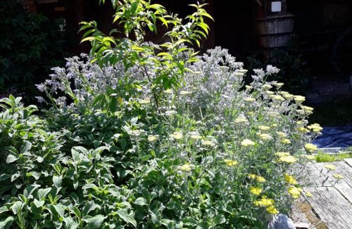 Teningen Apartment | Gartenblick