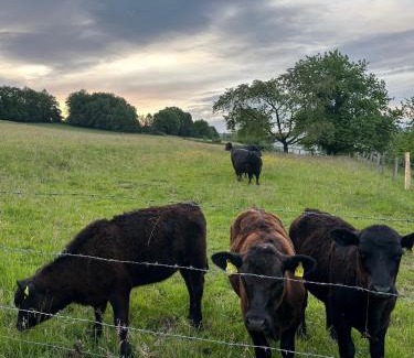 Glosingen Apartment | Gemütliche Ferienwohnung direkt am Wald