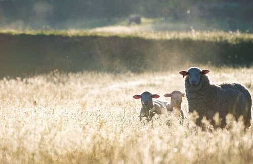 Moss Vale Apartment | Getawayz NSW - Kates Paddock - Tiny Home w/ Kangaroos & Gum trees