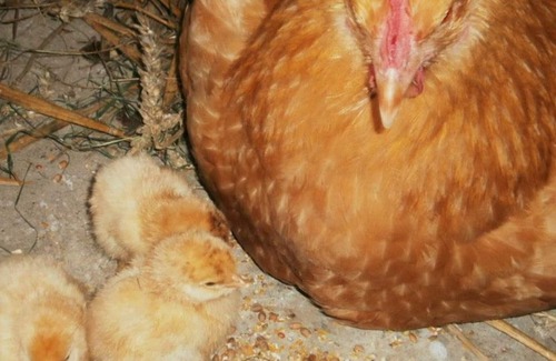 Saint-Maclou-de-Folleville House | Gite Saint-Maclou-de-Folleville, 3 bedrooms, 9 persons