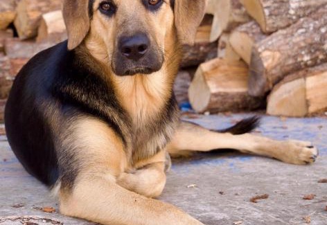 Saint Cyr du Doret House | Gite la Guérinière, studio entre océan et campagne !